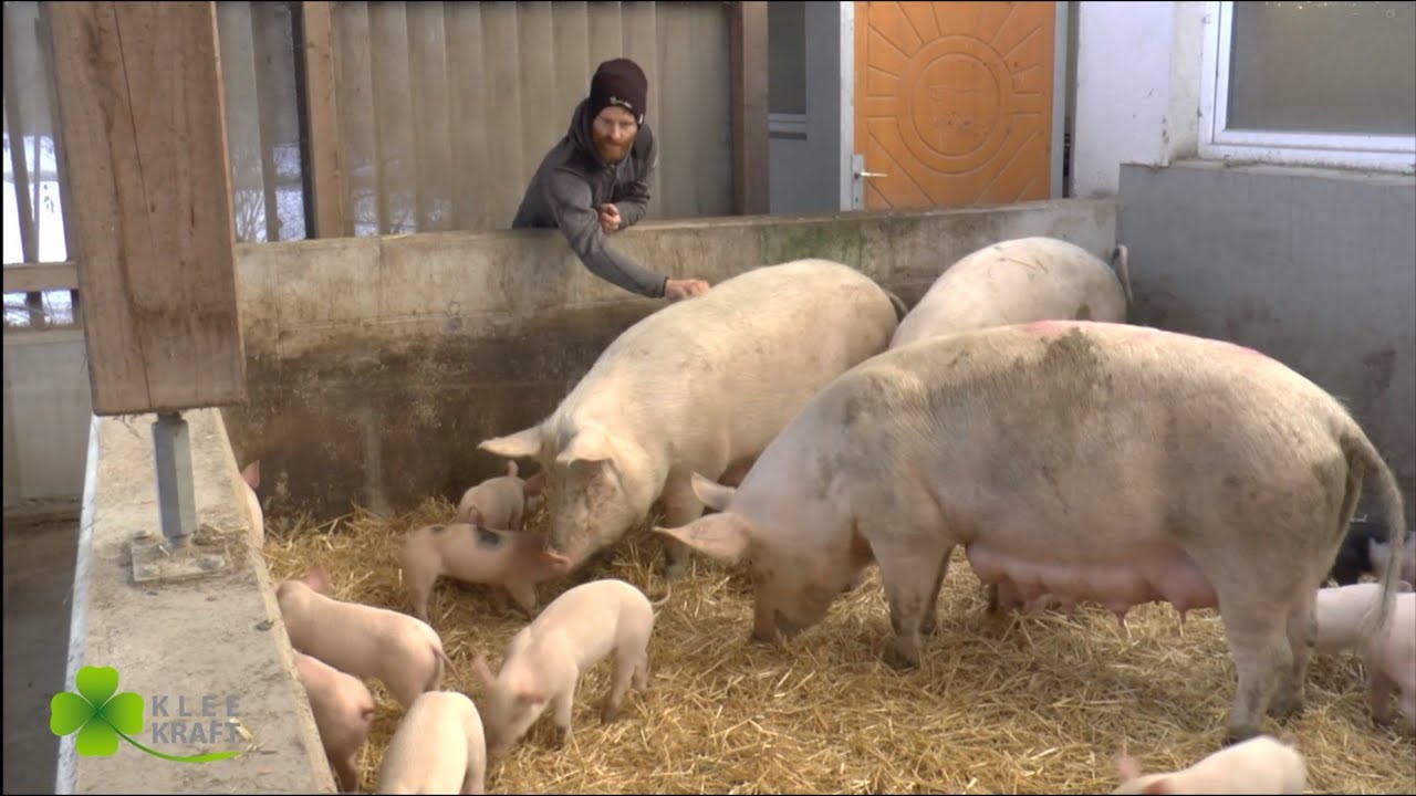 KLEEKRAFT-Luzerne-Klee-Pellets für Zuchtsauen und Ferkel