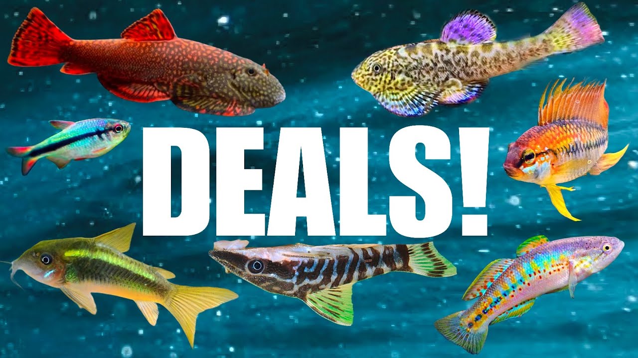 БЕГ НА СКОРОСТЬ! Редкие рыбы и новые виды по низким ценам. Moonlight Aquatics. Скидочные коды