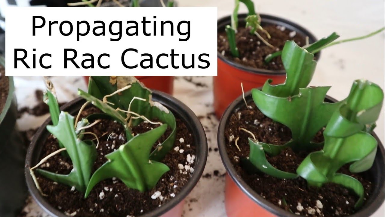 Propagation - Ric Rac Cactus