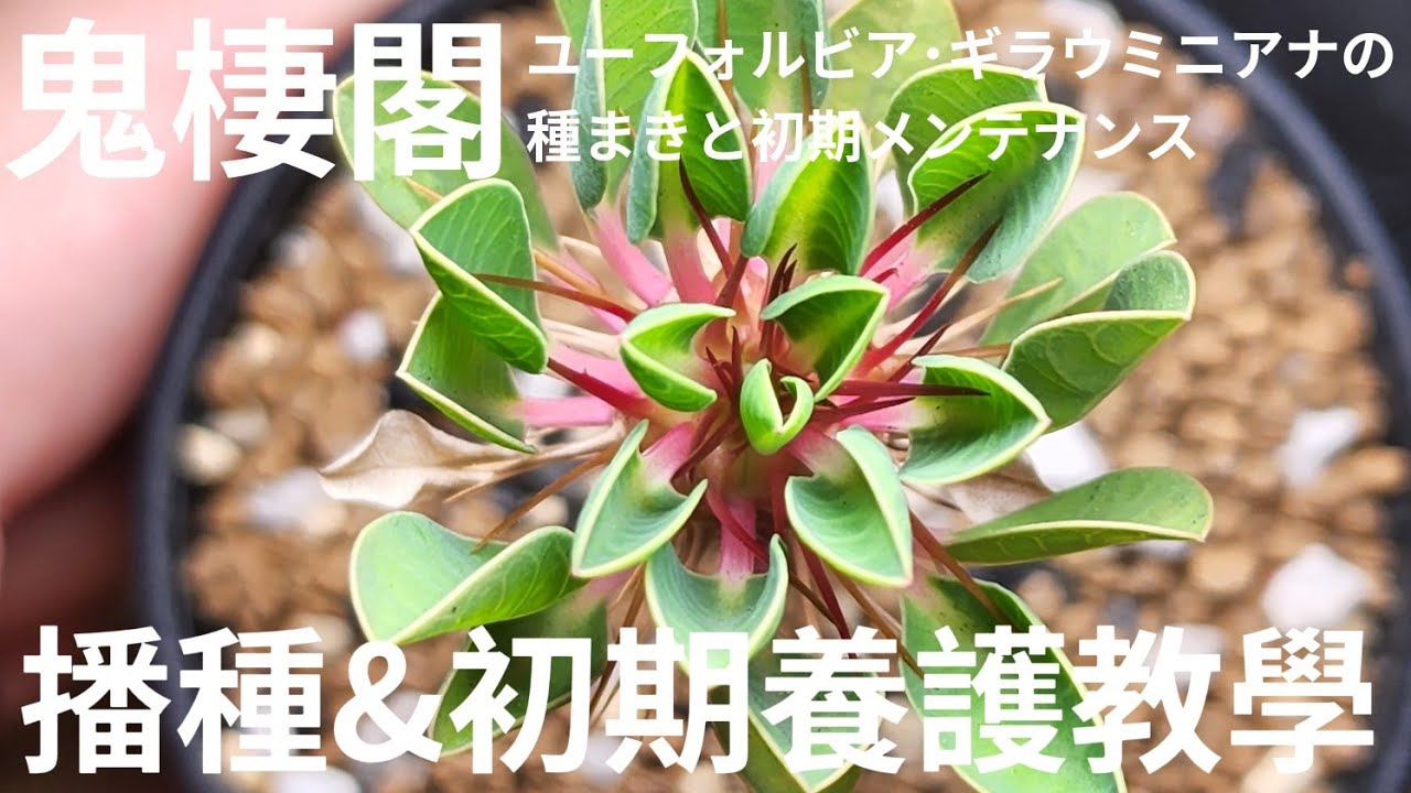 鬼棲閣播種&初期養護教學｜ギラウミニアナ実生｜Seeding Euphorbia guillauminiana｜A&Y's Succulents Daily