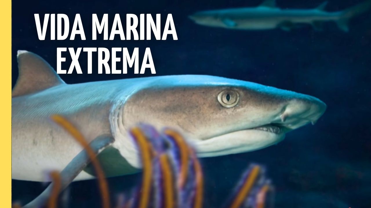 La Gran Barrera de Coral | Vida Marina y Animales del Océano | Episodio Completo