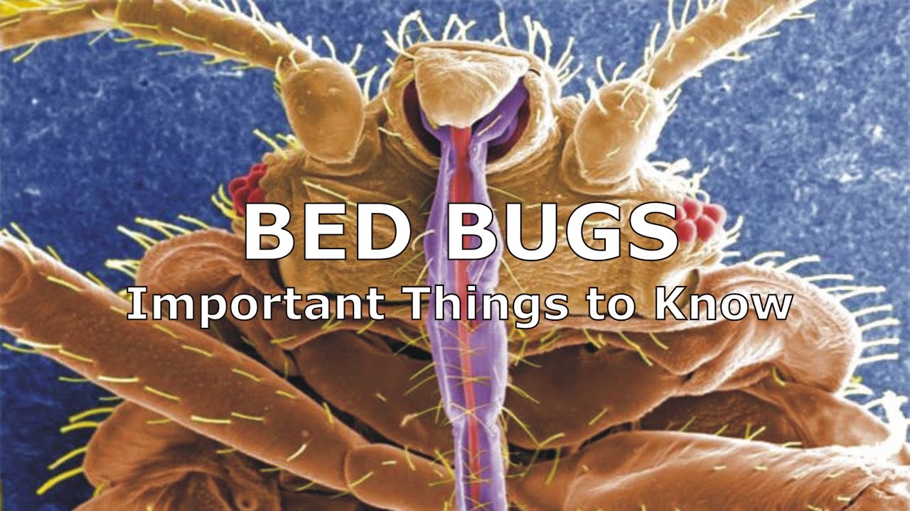 Bed Bugs - Important Things to Know
