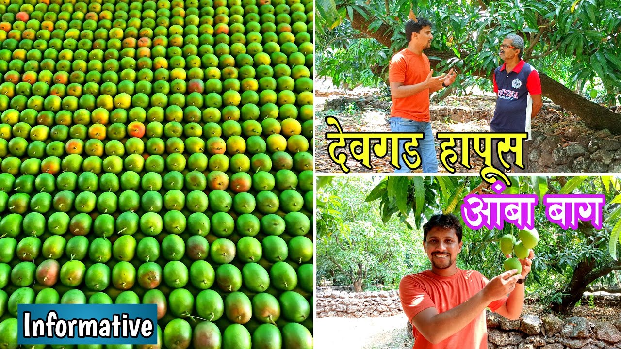 देवगड हापूस आंबा बाग | Devgad Alphonso Mango 🥭😋