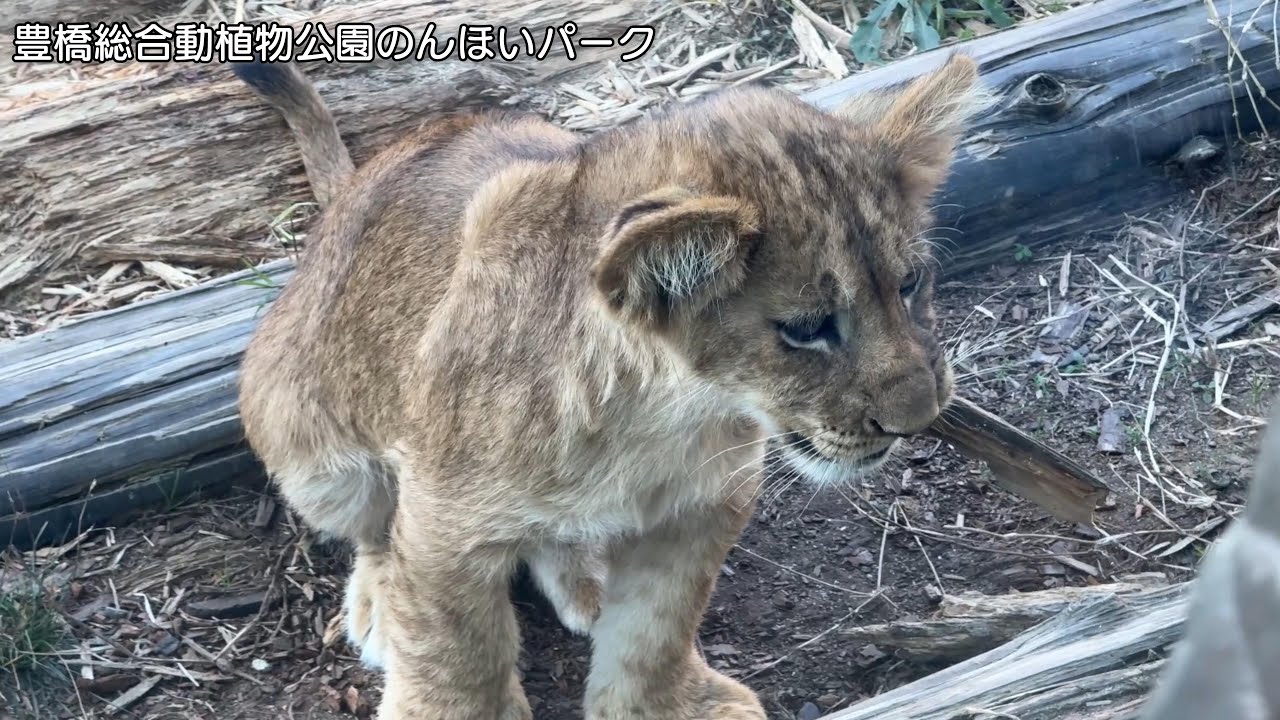 番外編 ベガちゃんがそばにやって来た～【番外編】【豊橋総合動植物公園のんほいパーク】ライオン