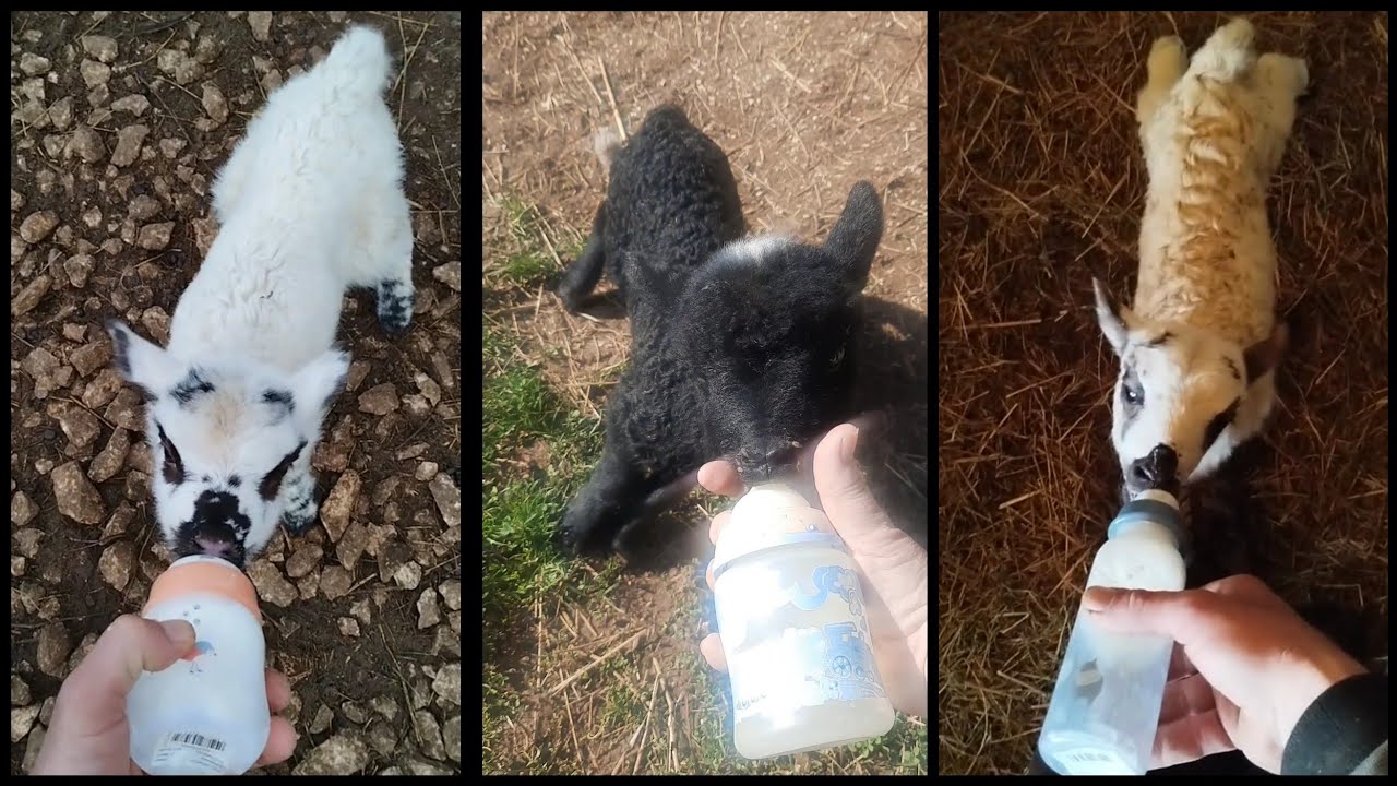 🐑Hranjenje janjadi na fla&scaron;icu🐑