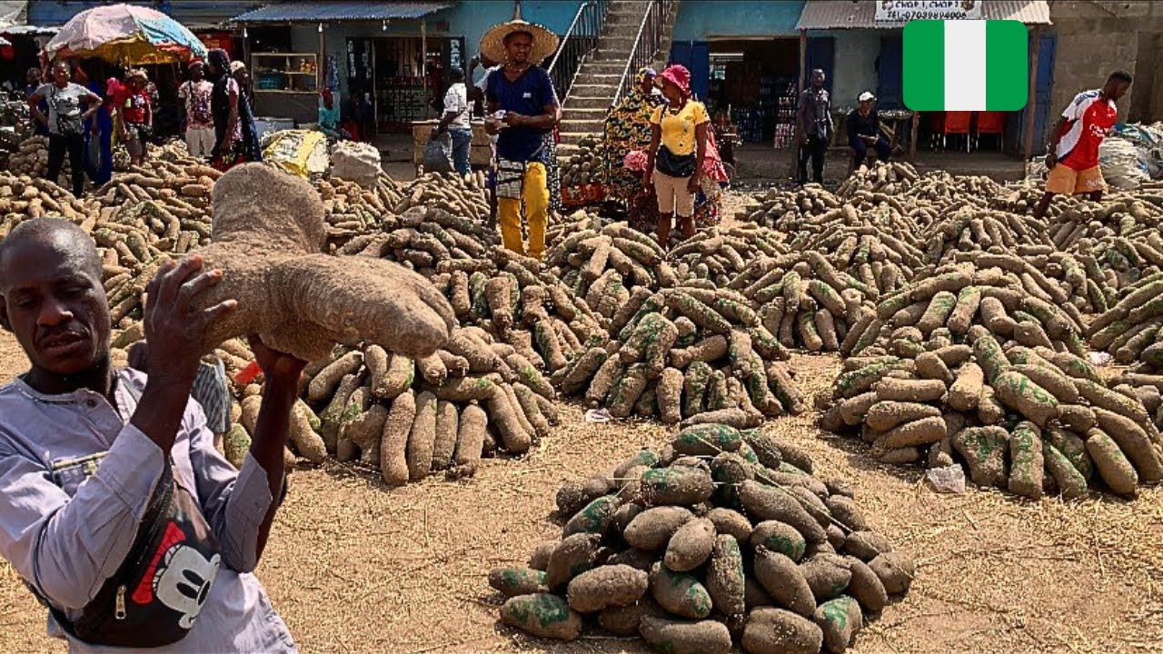 Yam Market in Northern Nigeria 🇳🇬 West Africa