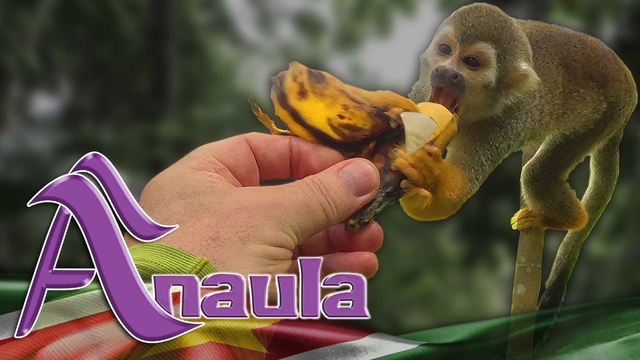 Anaula Rainforest Monkey Trail Hike