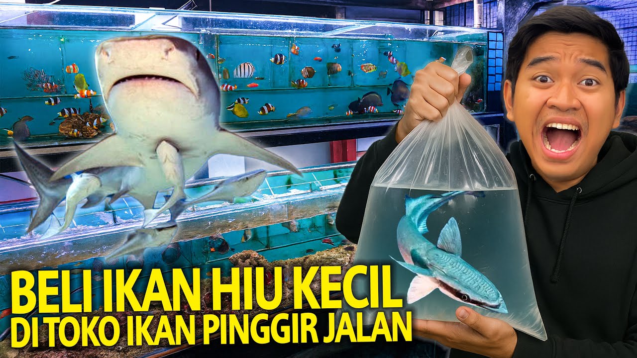 BELI IKAN HIU KECIL BUAT DI AQUARIUM LAUT AKU DARI TOKO IKAN PINGGIR JALAN BANDUNG?! SERING NEMPEL!