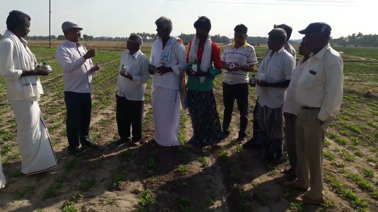 Role of Gypsum and Micronutrients in Groundnut