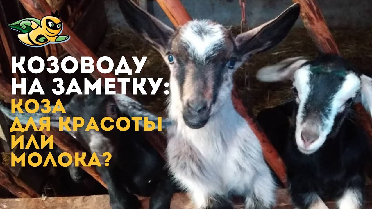 Коза для красоты или молока: как получать хороший удой молока, а не только эстетическое наслаждение.