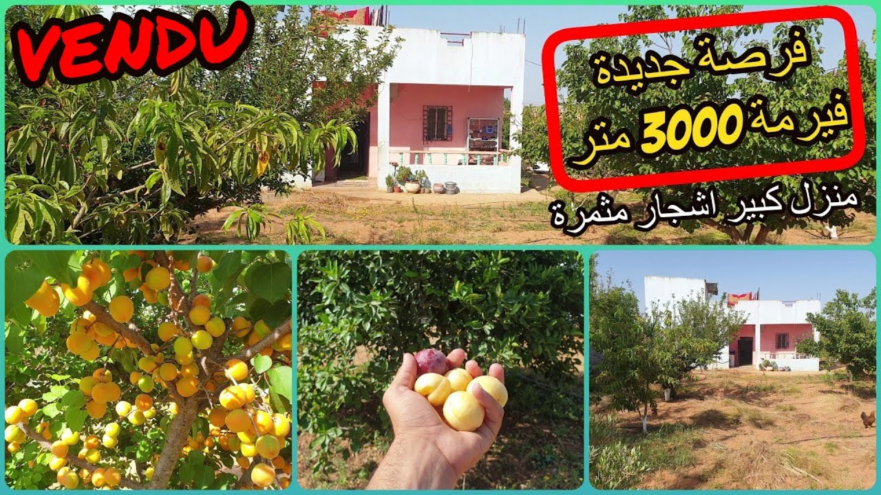 ✨فيرمة صغيرة 3000 متر  بمنزل كبير واشجار الفواكه المثمرة من جميع الاصناف ✨ تيفلت