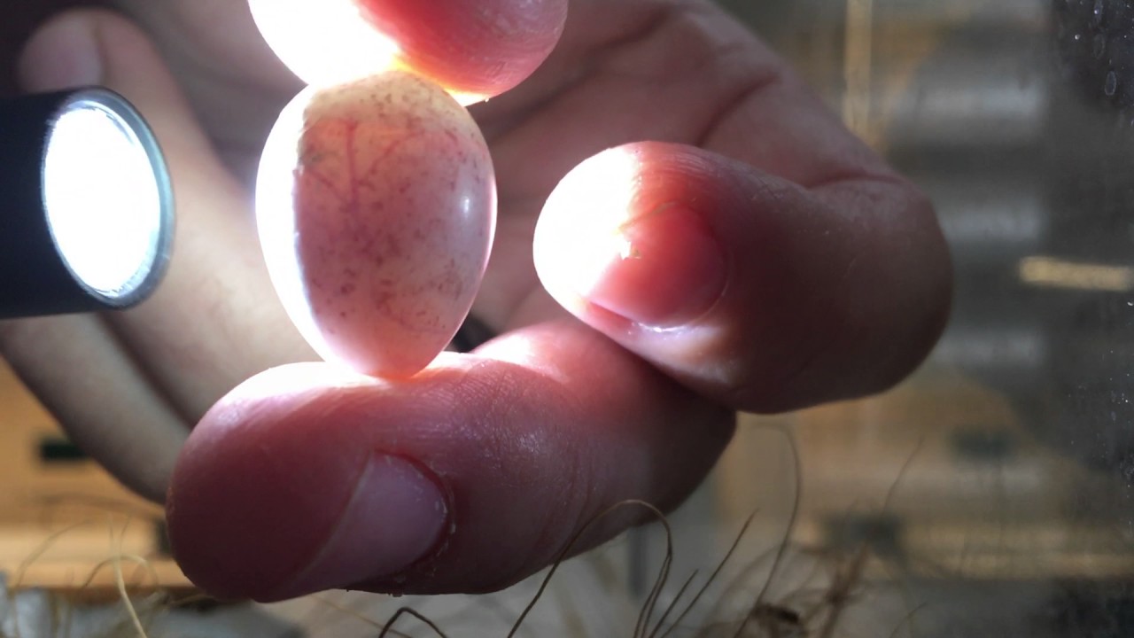 2017 Candling of red mosaic eggs #4