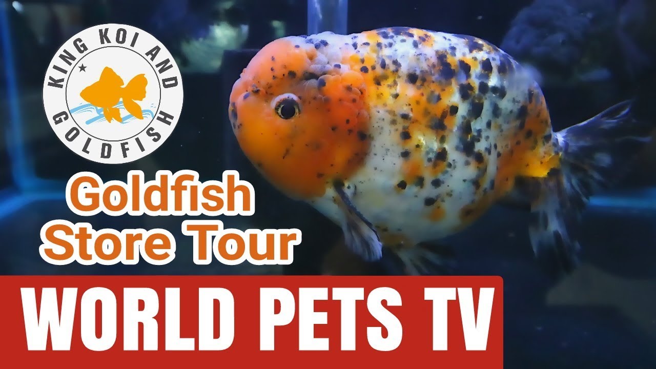 King koi & Goldfish 1 Year Anniversary