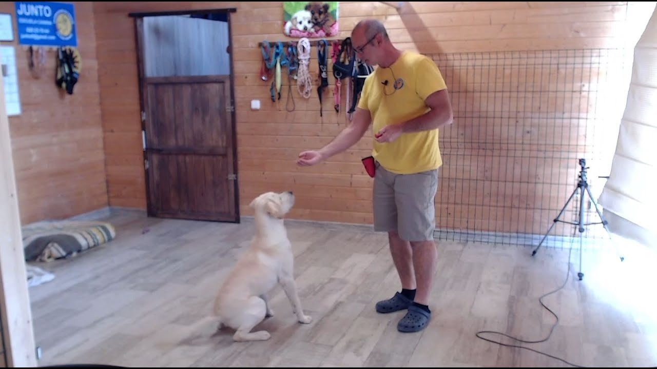 Empezamos a entrenar a Jackie como perro de servicio desde cero.