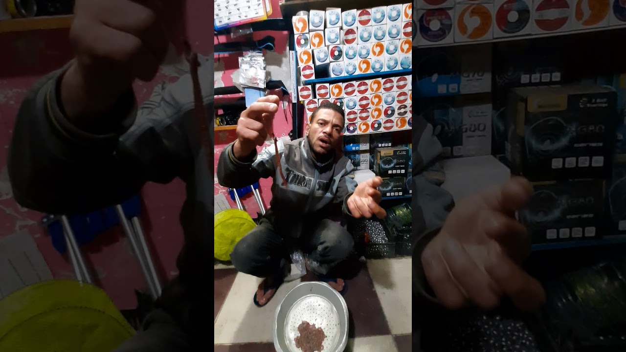 طريقه  تطعيم  الدود المشرشر لصيد القاروص  والدنيس