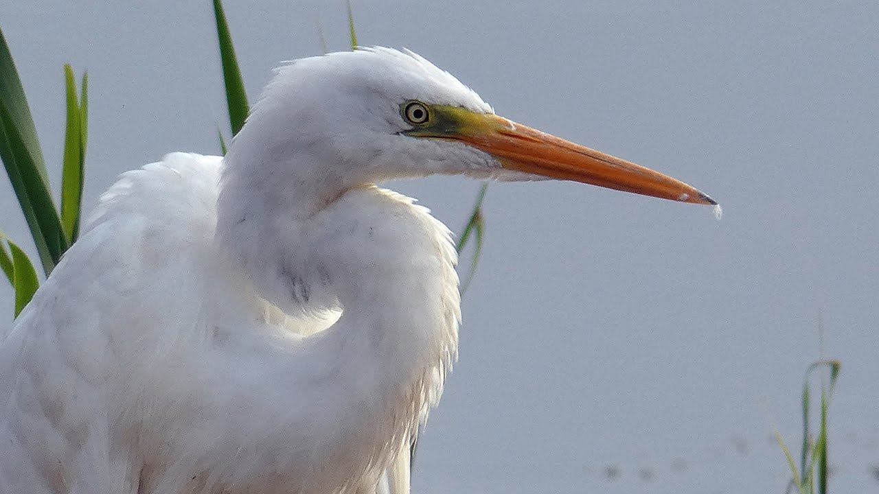 Birds at Shapwick Heath and Ham Wall, Somerset