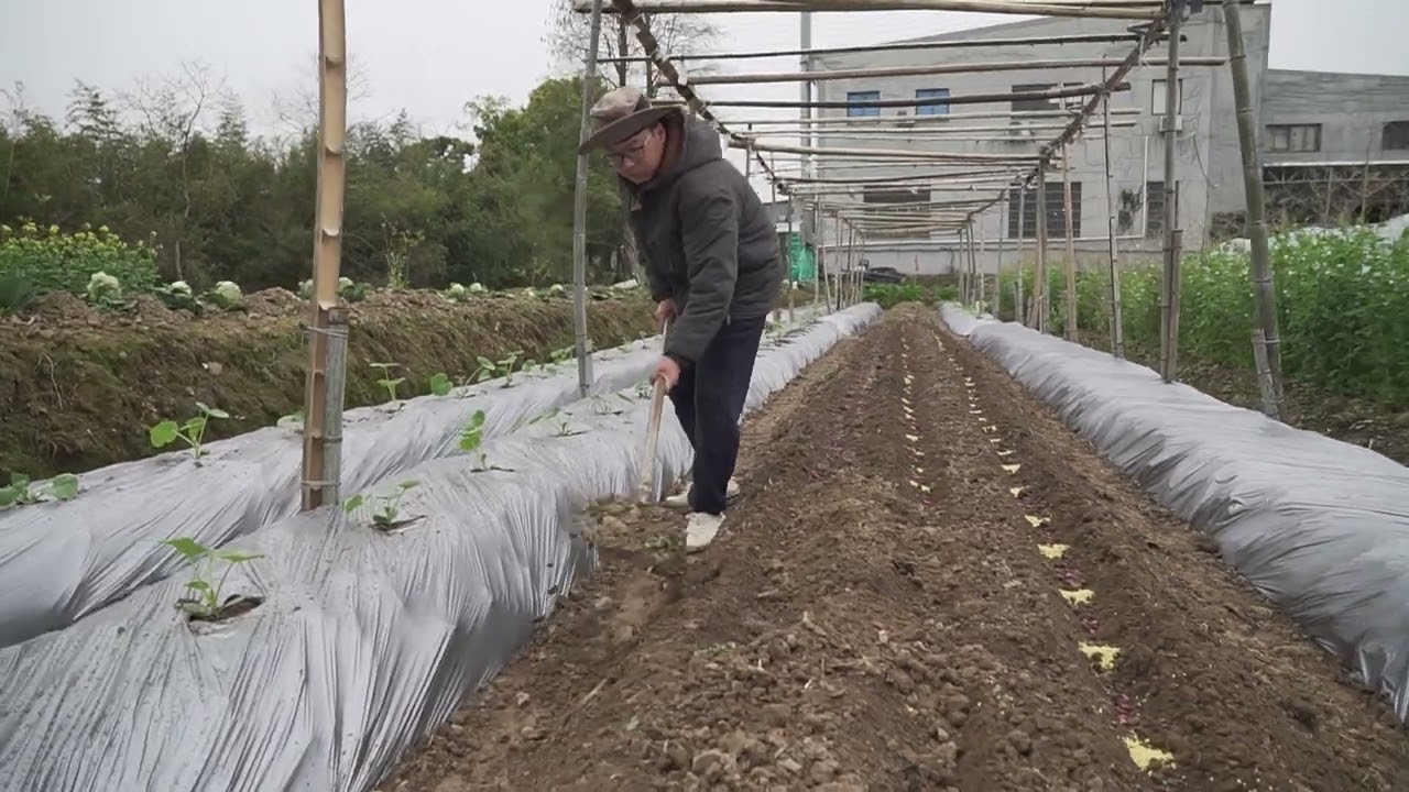 花生如何种植
