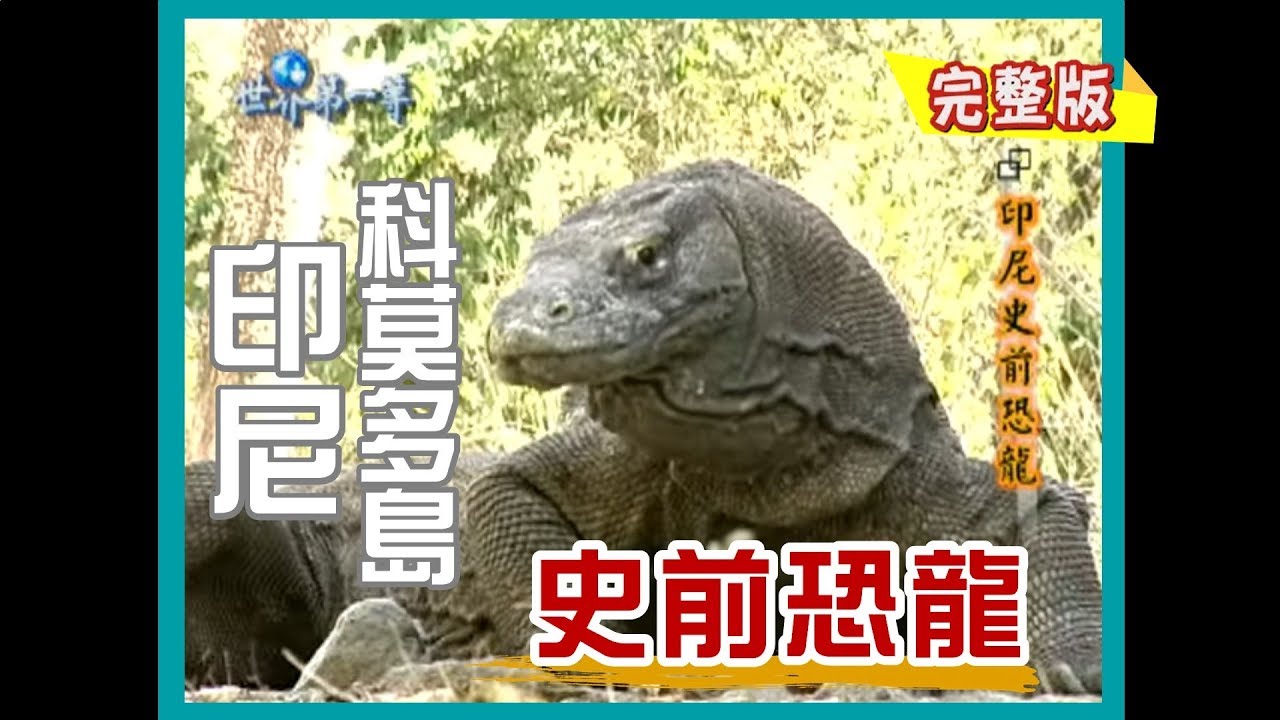 【印尼科莫多島】史前恐龍｜《世界第一等》03集_小馬完整版