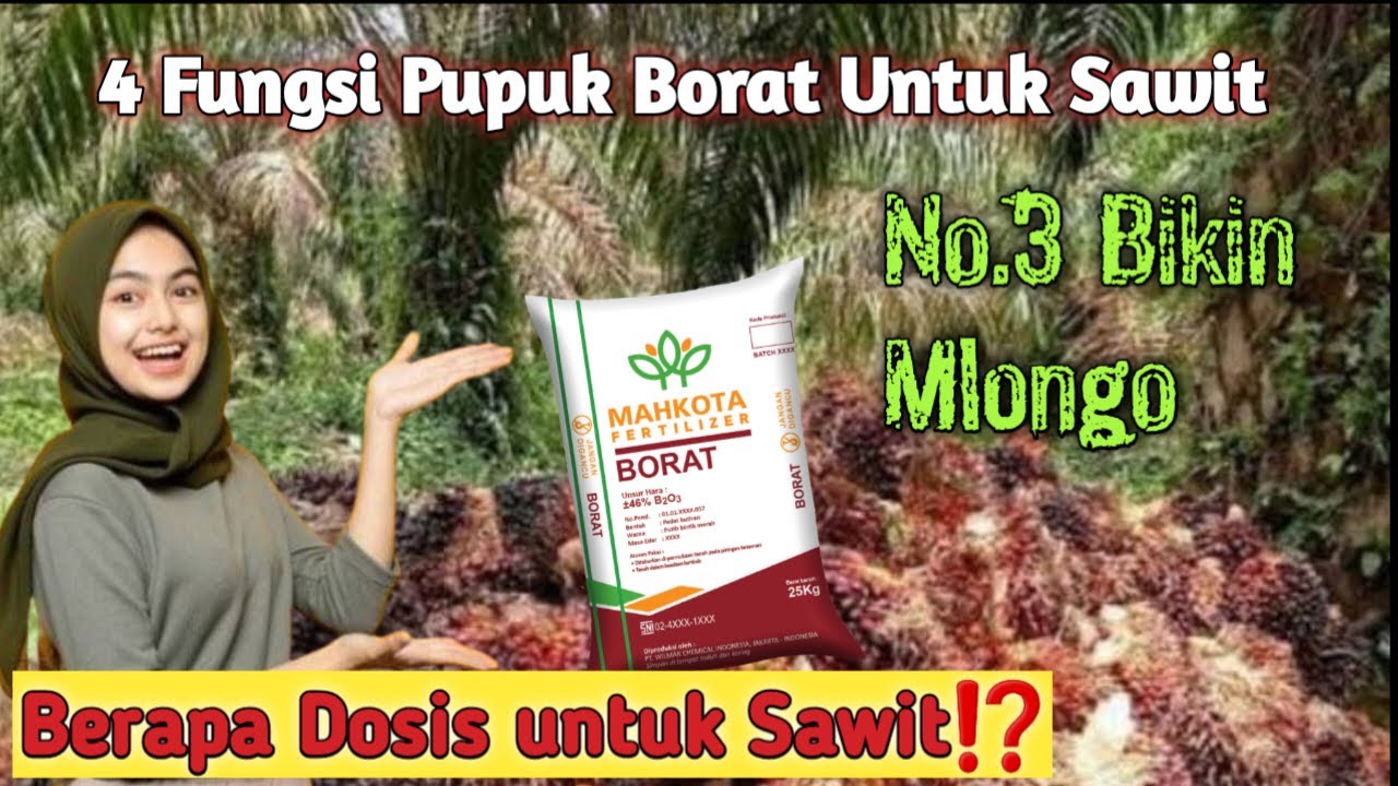 PUPUK BORAT UNTUK KELAPA SAWIT || EMPAT MACAM FUNGSINYA DAN DOSIS BORAT UNTUK SAWIT