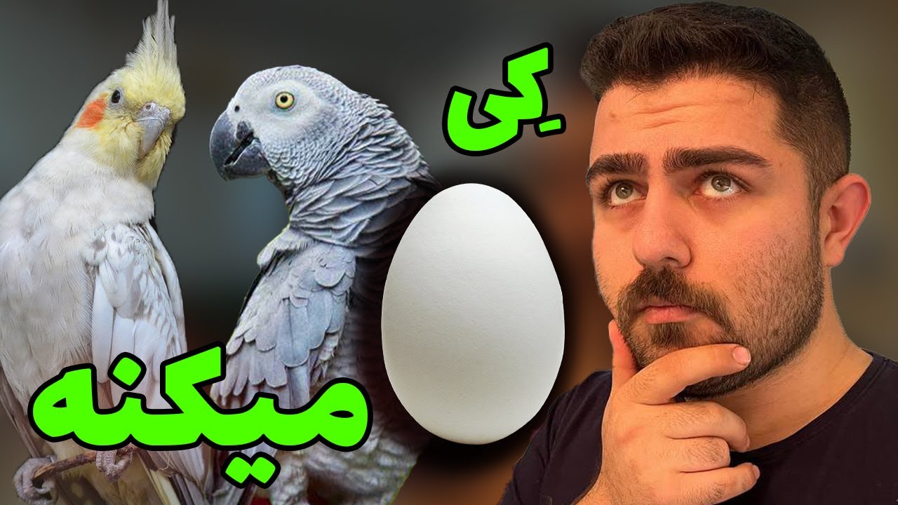 علائم تخم گذاری طوطی ها || چیکار کنیم ؟ || تغذیه چی باشه ؟  || egg laying signs in parrots