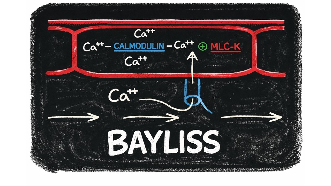 Bayliss Effekt einfach erklärt