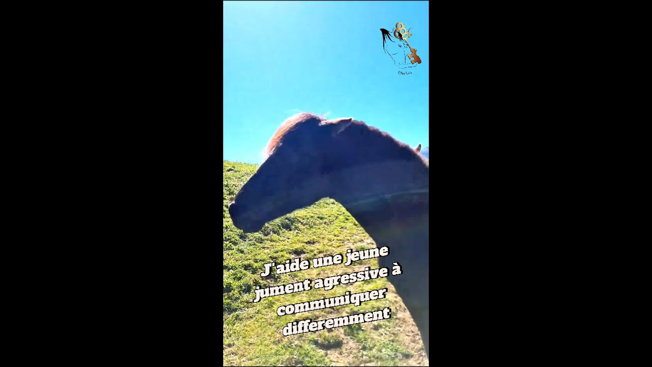 R&eacute;&eacute;duquer un cheval agressif et mena&ccedil;ant