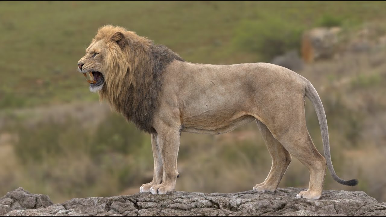 Animal Fight Class & Animal Behaviour Class Promo
