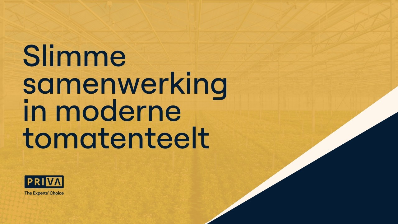 CombiVliet & Priva: Slimme samenwerking in moderne tomatenteelt