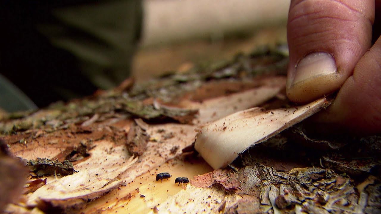 Wie der Klimawandel unsere W&auml;lder ver&auml;ndert | SWR | Landesschau Rheinland-Pfalz