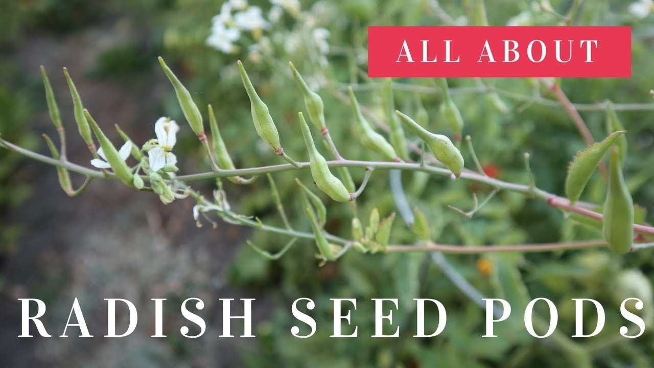 MY RADISHES WENT TO SEED: EDIBLE RADISH SEED PODS: QUICK TIPS