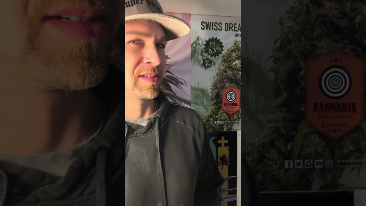 Exotic Seeds Pink Hokaido Sorten Review