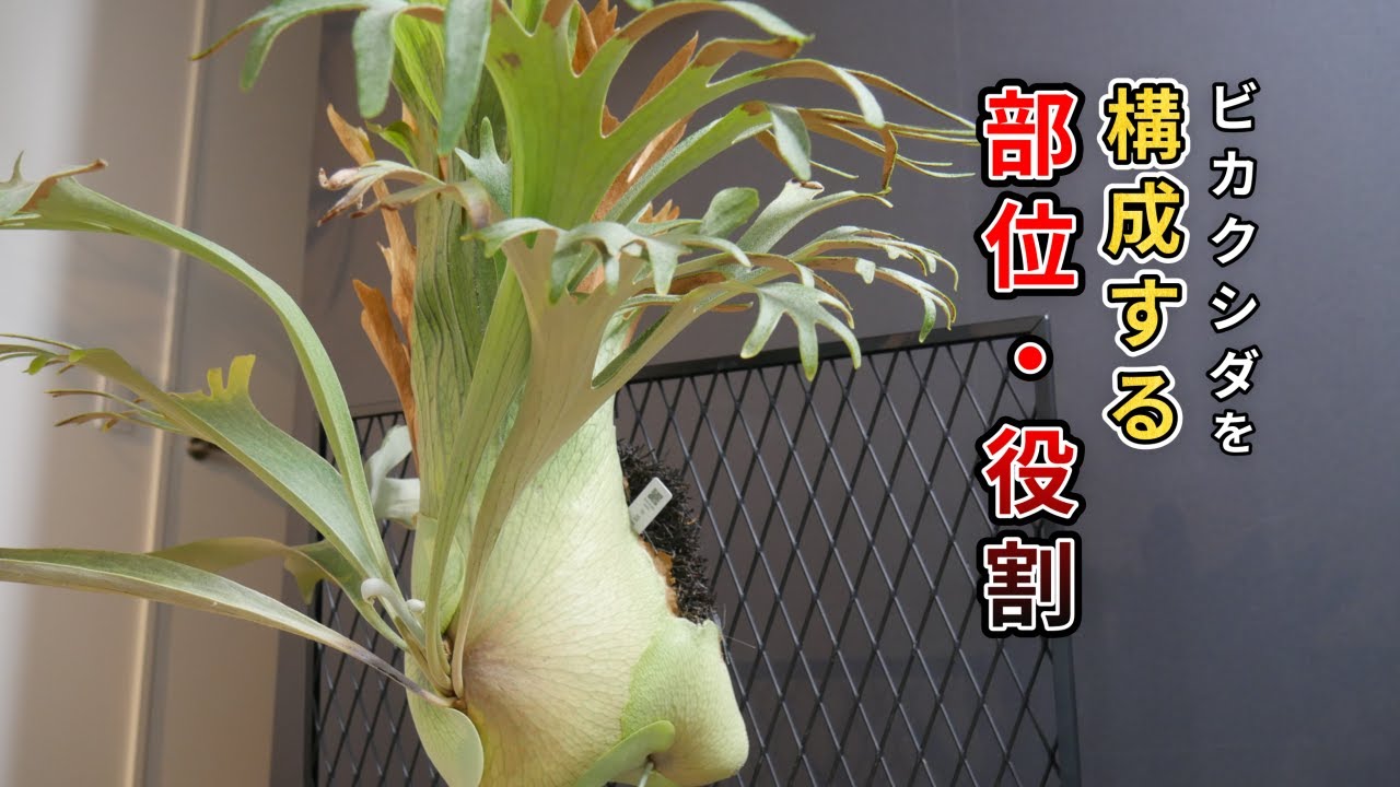【初心者向け】ビカクシダを構成する4つの部位と役割 成長点・胞子葉・貯水葉・根 【解説】