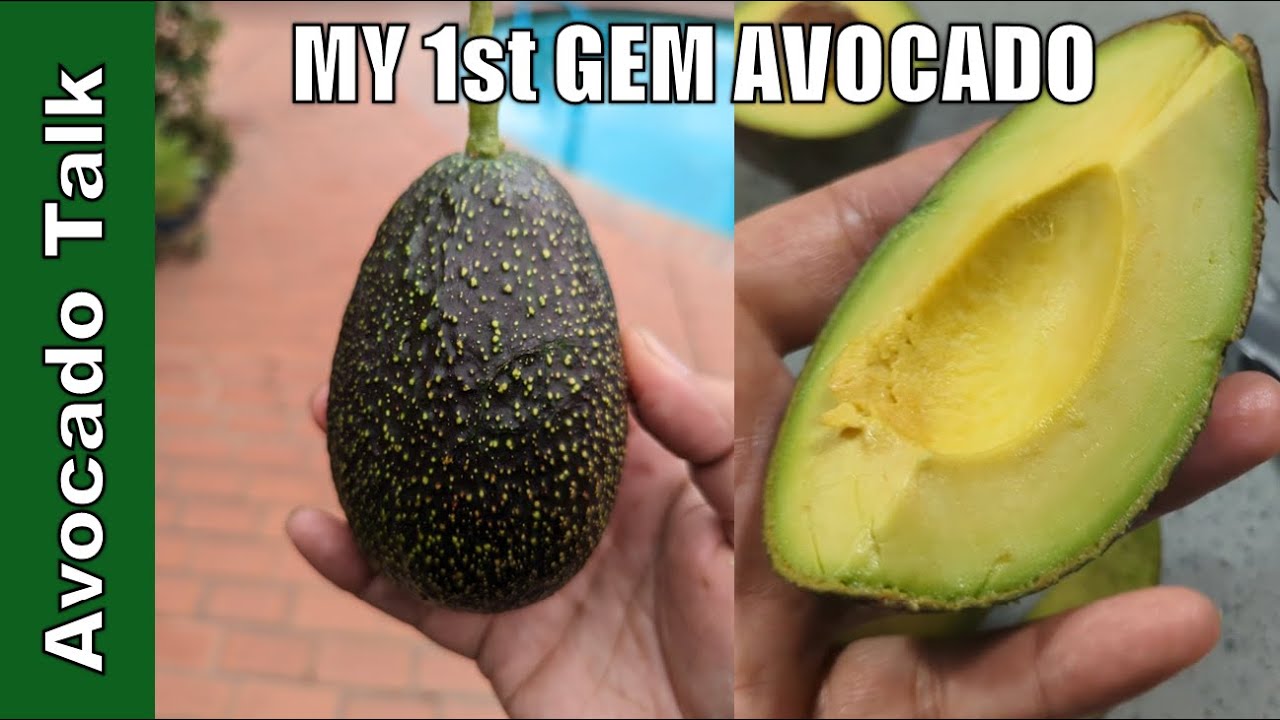 Дегустационный тест GEM — 🥑Разговор об авокадо🥑