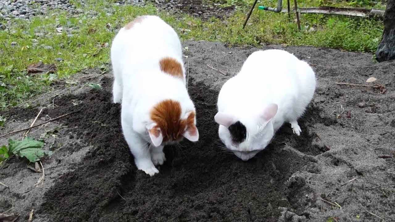 130813　砂場で遊ぶしろ