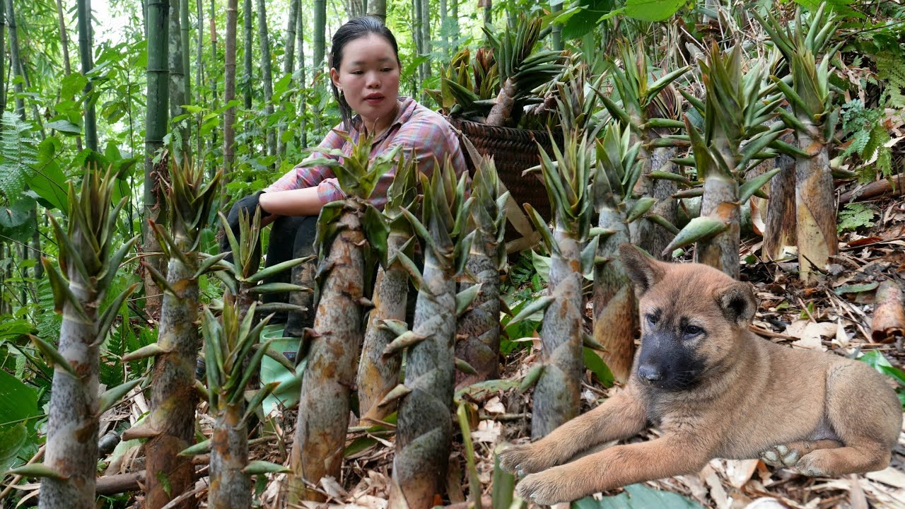 How to Harvest and Prepare Bamboo Shoots for Boiling and Selling at the Market - Rural Life