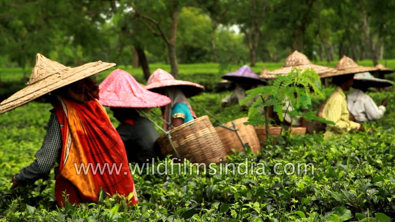 Indian tea garden workers pluck leaves - Assam