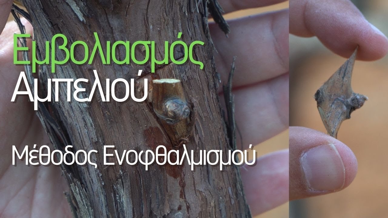 Εμβολιασμός Αμπελιού: Οδηγός Για Αρχάριους Με Μέθοδο Ενοφθαλμισμου