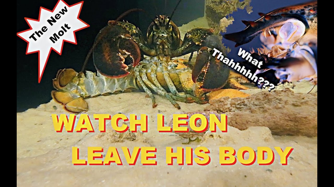Watch Leon leave His Body - The 2nd Molt