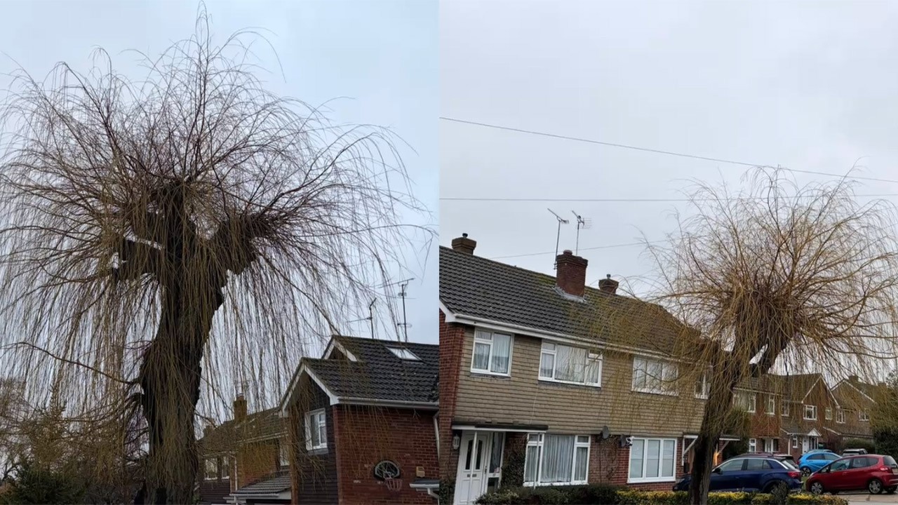 Pollarding Willows 🌳 | Ancient Tree Technique Explained
