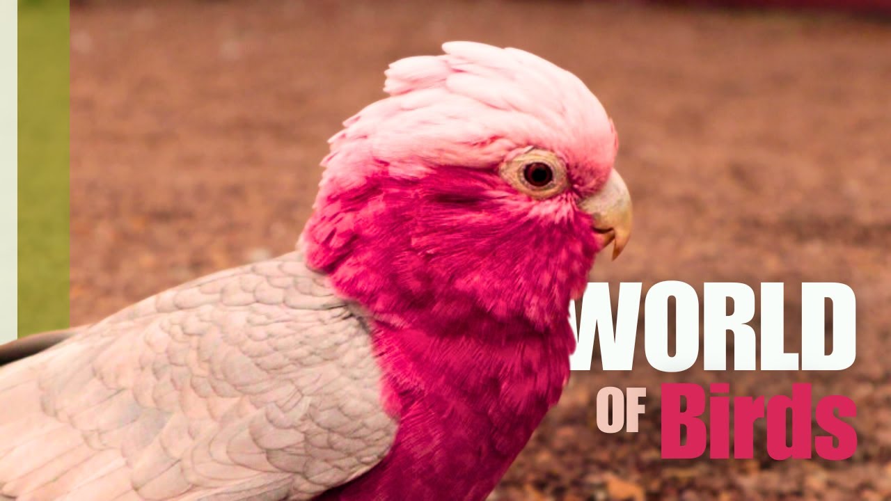 What I learned at World Of Birds Zoo tour