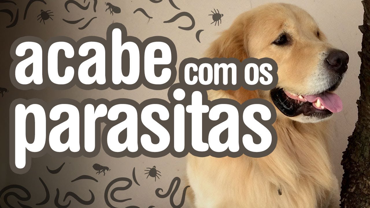 Conhe&ccedil;a e acabe com os vermes, pulgas e carrapatos que atacam seu pet!