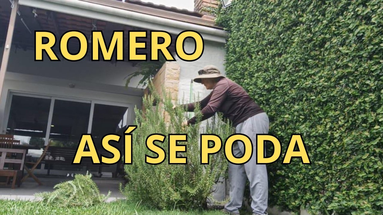 Cómo podar el romero sin matarlo (y que crezca más fuerte)