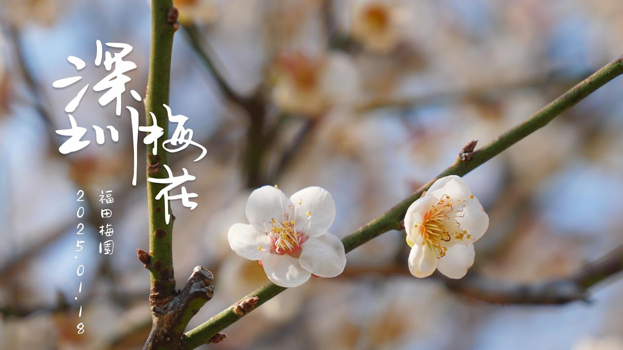 深圳梅園梅花 初見賞花人海 週末梅園小型音樂會 4K