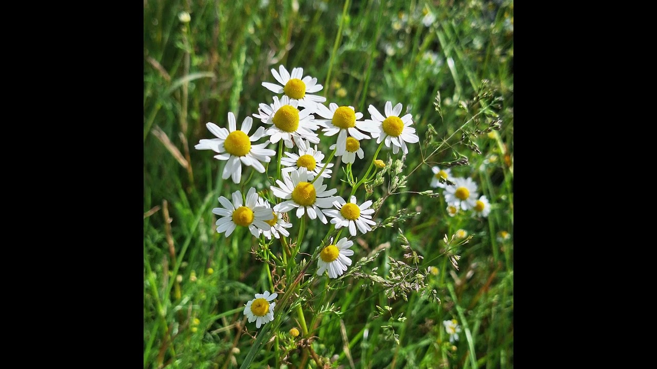 Wanderung von Erftstadt-Niederberg nach Erftstadt-Friesheim und zur&uuml;ck