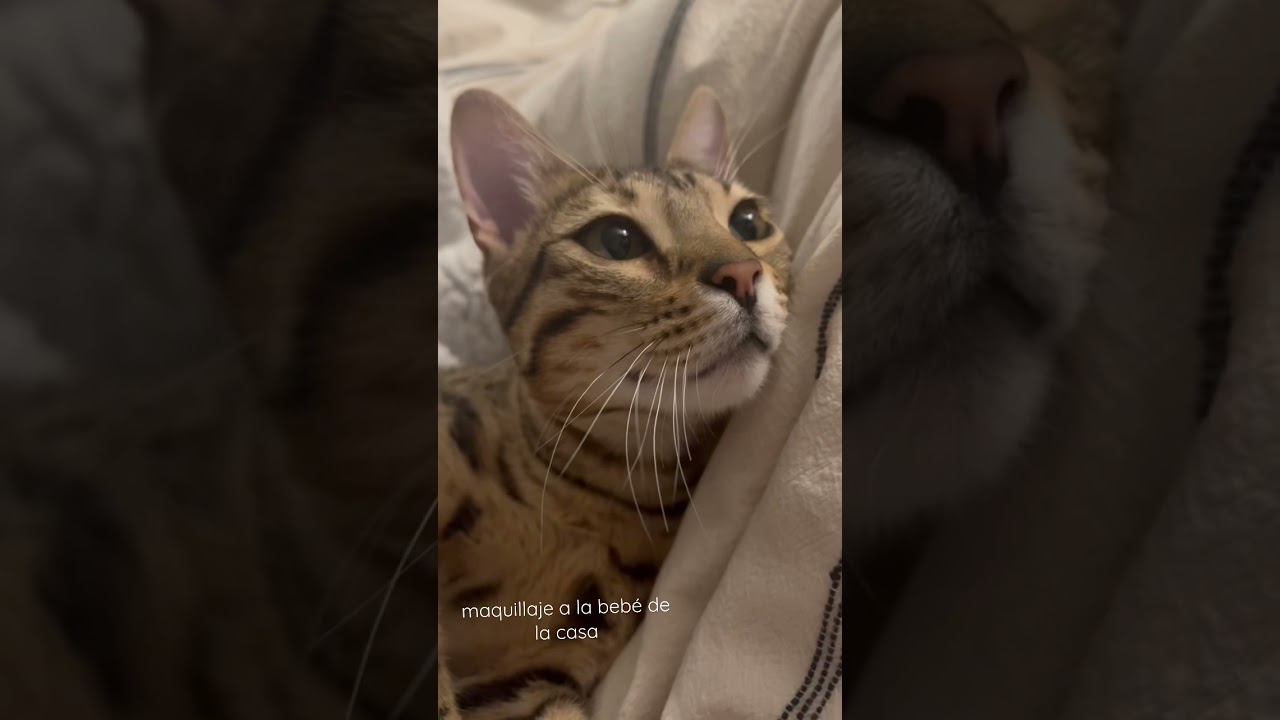 Maquillaje a mi gatita🥰