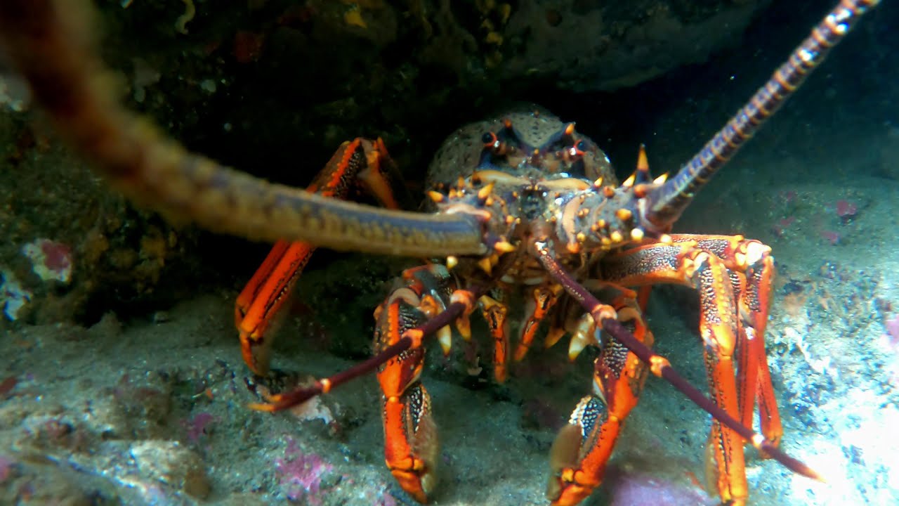 found crayfish, kahawai, blue maomao in goat island marine reserve, freedive 10 meter sandy bottom