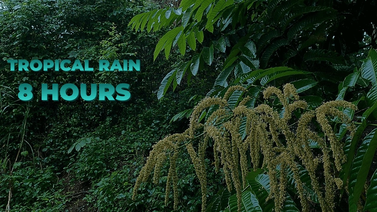 8 Hours of Gentle Rain in Tropical Rainforest 🌿 | Relaxing Nature Sounds for Sleep & Study