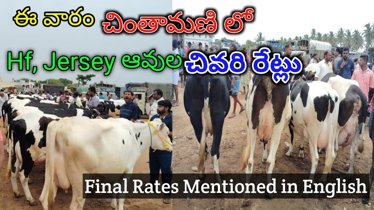 Chintamani Hf, Jersey Cows Market | Sunday Market With Final Rates | Mohan Crazy Vlogs