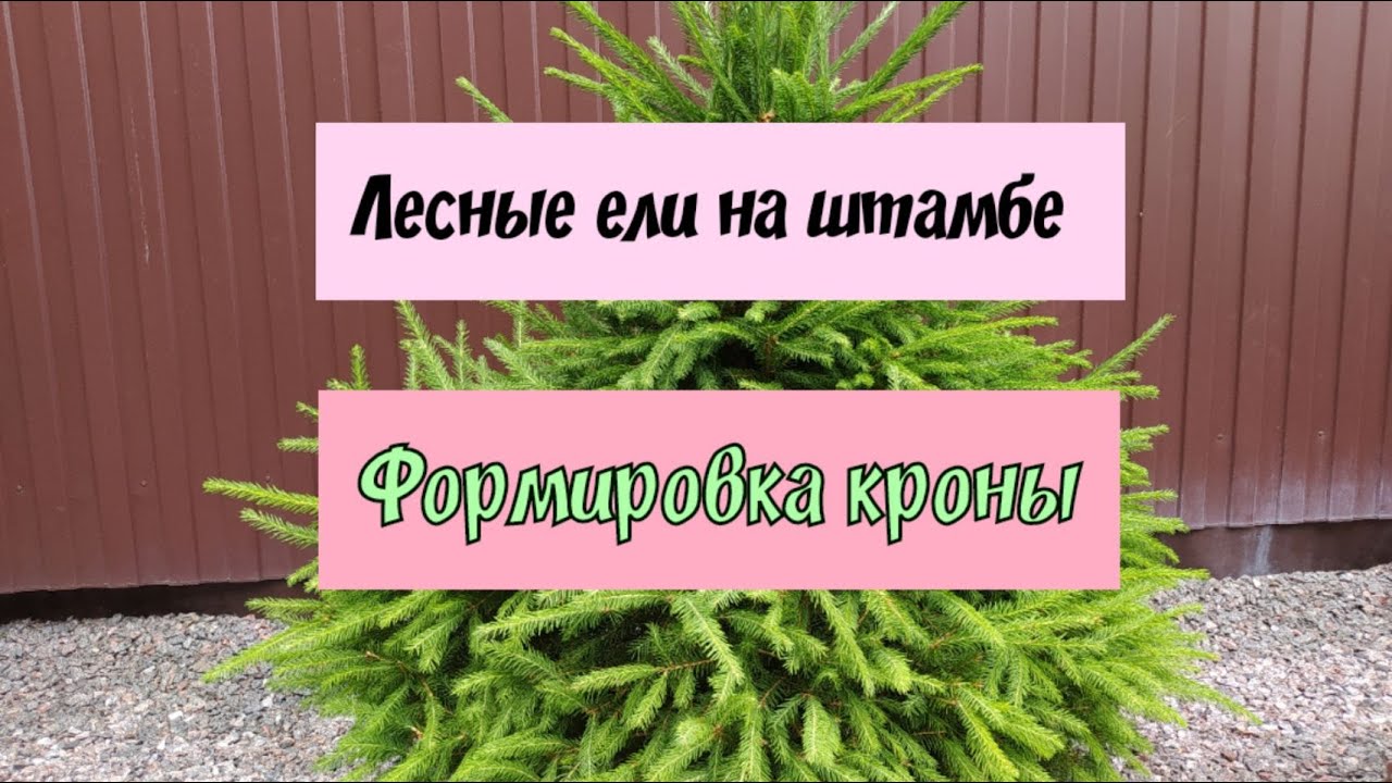 Лесные ели на штамбе.Формировка кроны.