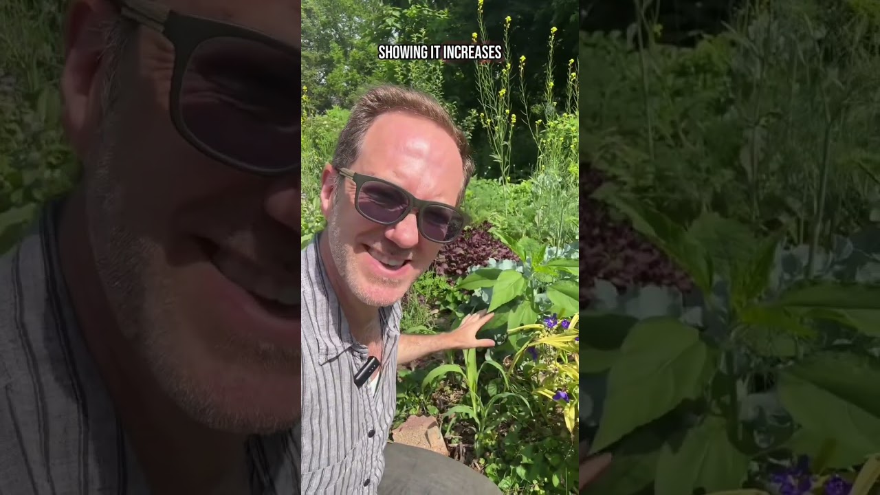 Always Plant Sunflowers with your VEGETABLES!!!